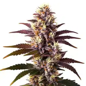 Cogollos de Mazar x Blueberry con tricomas abundantes en plena floración.