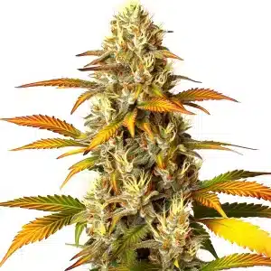 Cogollo de Melon Gum con abundantes tricomas y hojas en degradado cálido.