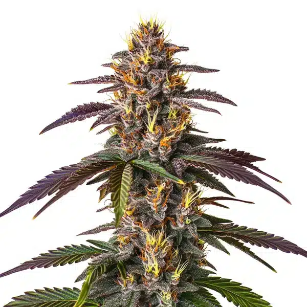 Mendocino Purple Kush