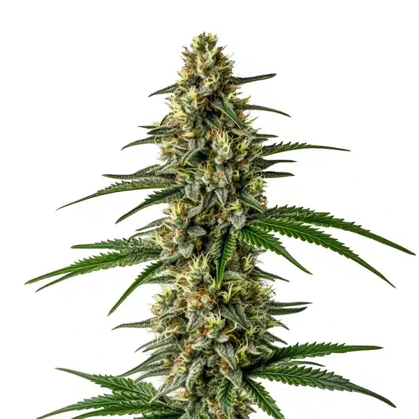 Mexican Haze