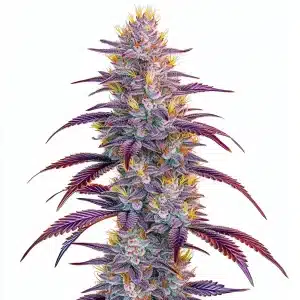 Cogollo de Mimosa, variedad de cannabis de alta potencia y sabor cítrico.