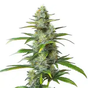 Planta de Moby Dick Auto con cogollos alargados y abundantes tricomas en floración avanzada.