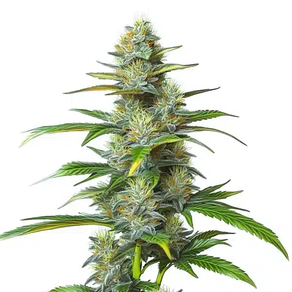 Moby Dick Auto