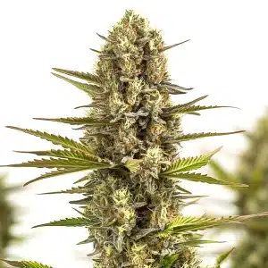 Cogollo de marihuana Moby Plant denso, resinoso y aromático.