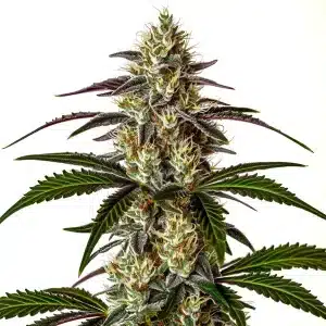 Cogollo de cannabis Moby x Do-Si-Dos lleno de resina.