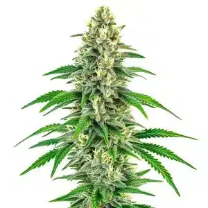 Planta de Mochalope con cola central alargada, cogollos resinosos y hojas finas de genética sativa.
