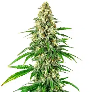 Planta de Mochalope Regular con cola central alargada, cogollos aireados y abundantes tricomas.