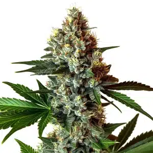 Cogollo de cannabis Mochalope x Do-Si-Dos denso y resinoso.