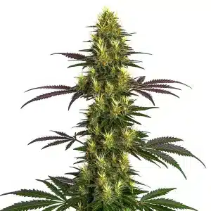 Planta de Mohan Ram con gran cola central, cogollos compactos y pistilos en floración avanzada.