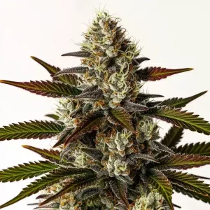 Primer plano de cogollo de cannabis resinoso con tricomas y hojas oscuras sobre fondo blanco.