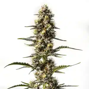 Cogollo de NYC Diesel con cola alargada, tricomas abundantes y en floración avanzada.