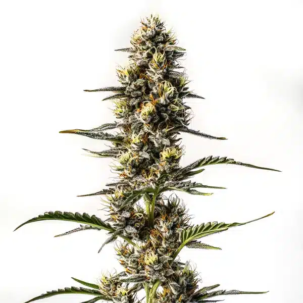 NYC Diesel