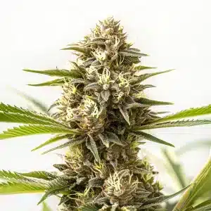 Cogollo de cannabis Nemesis con tonos verdes y resina brillante.