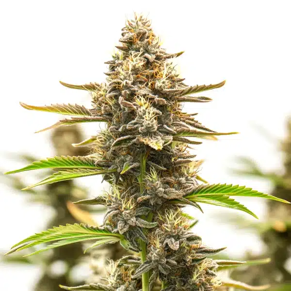 Neville Haze Auto