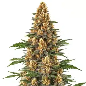 Planta de Neville's Haze con cola central grande, cogollos alargados y abundantes pistilos.