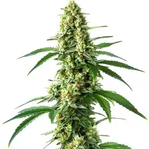 Cogollo de cannabis Nicole Kush con tricomas brillantes y resina.