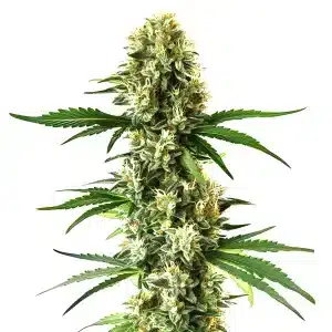 Cogollo Nikki & Swami’s Lemon OG cubierto de tricomas resinosos.