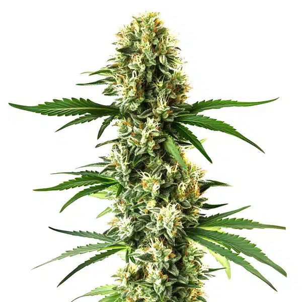 Nikki & Swami's Lemon OG
