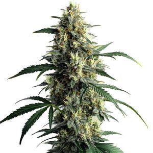 Planta de cannabis Northern Lights #10 con cogollo central denso, cubierto de tricomas y pistilos amarillos.