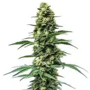 Planta de Northern Lights #10 x Amnesia Haze con cola central larga y cogollos resinosos en floración.