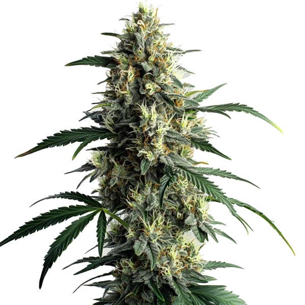 Northern Lights #10
