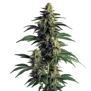 Planta de cannabis Northern Lights con cogollos oscuros y densos y hojas verdes.