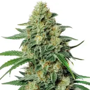 Cogollo de Northern Lights #5 x Amnesia Haze con tricomas abundantes y estructura compacta.