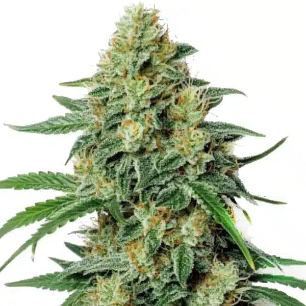 Northern Lights #5 x Amnesia Haze