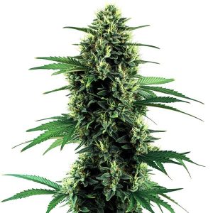 Planta de cannabis Northern Lights Auto con cogollo central grande, denso y cubierto de pistilos.