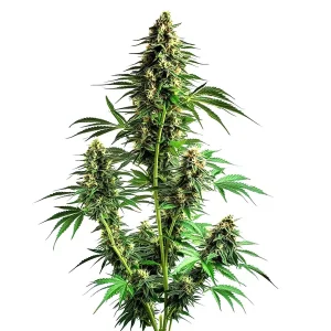 Planta de Northern Lights Auto F1 con varias colas y cogollos compactos cubiertos de tricomas.