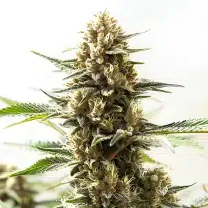 Cogollo Northern Lights Kush Fast Version con resina brillante.