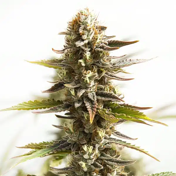 Northern Lights Mazar Auto