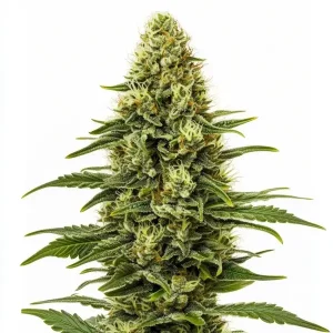 Planta de Northern Lights Regular con cogollos compactos, tricomas abundantes y pistilos claros.