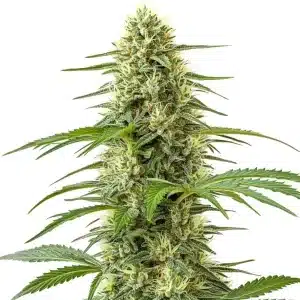Cogollo de Northern Lights x Big Bud muy denso, cubierto de tricomas y pistilos en floración avanzada.