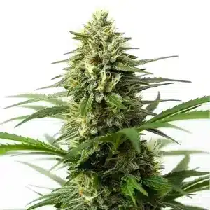 Cogollos de Northern Lights x Big Bud Auto grandes y compactos, cubiertos de tricomas y pistilos claros.