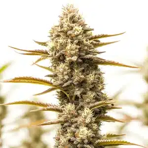 Cogollo Northern Lights x Blueberry Auto con resina brillante.