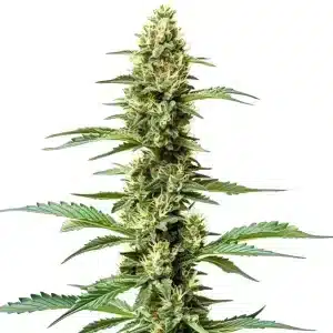 Planta de Northern Lights x Chronic con cola central larga y cogollos densos cubiertos de tricomas.