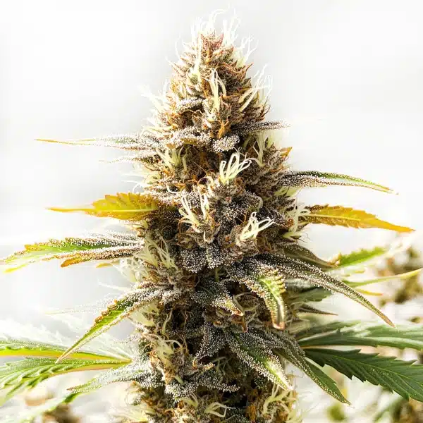 Northern Lights x Cinderella 99