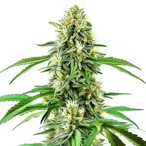 Cogollo Northern Lights x Cream Auto con resina brillante.