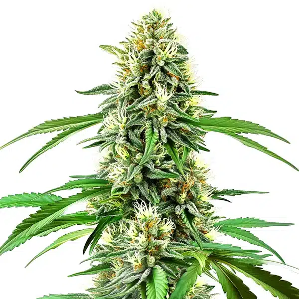 Northern Lights x Cream Auto