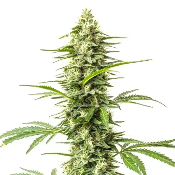 Northern Lights x Do-Si-Dos