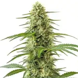 Planta de Northern Lights x Skunk con cogollos densos, tricomas abundantes y pistilos en floración avanzada.