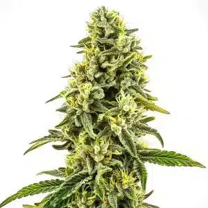 Cogollo de OG Kush CBD (1:15) con abundantes tricomas, pistilos y estructura compacta.