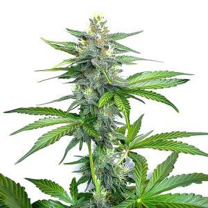 Planta de OG Kush Fast Version con cola central alargada, cogollos resinosos y hojas verdes en floración.