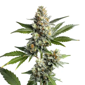 Cogollos de OG Kush Regular cubiertos de tricomas, con pistilos y hojas en floración.