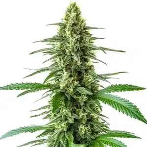 Planta de OG Kush x Amnesia con cola central alargada, cogollos resinosos y hojas finas en floración.