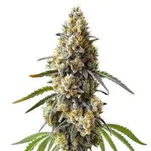 Cogollo de OG Kush x Diesel con abundantes tricomas y estructura densa en floración avanzada.