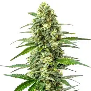 Cogollo de OG Kush x Mazar con flores densas cubiertas de tricomas y estructura índica compacta.