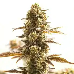 Cogollo de Orange Bud con pistilos anaranjados abundantes, tricomas y estructura alargada.
