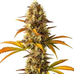 Orange Cookies: Cogollo dulce y cítrico.